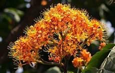 无忧花开在线看国语全集