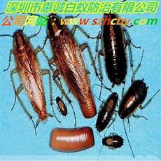 民间土法灭蟑螂