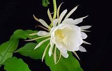 昙花图片大全高清图片